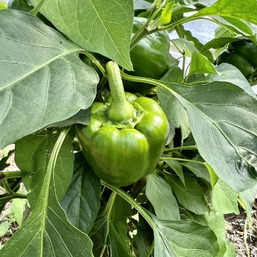 Les poivrons du potager.jpg